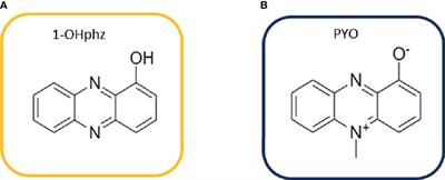 Diagnosis and Stratification of Pseudomonas aeruginosa Infected Patients by Immunochemical Quantitative Determination of Pyocyanin From Clinical Bacterial Isolates